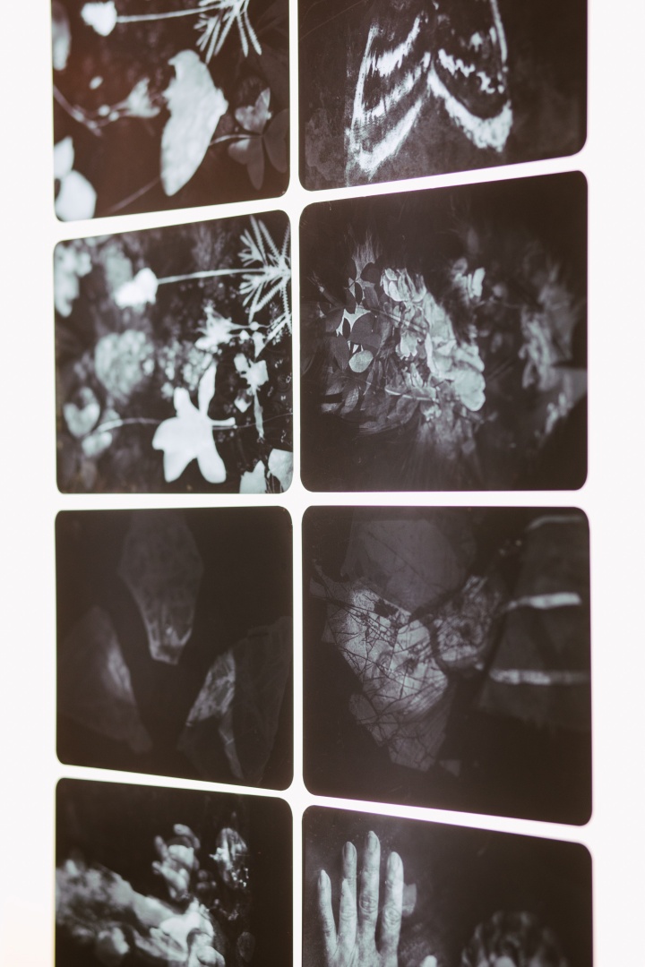 livro Neuza Pinheiro-*TREMULUS*